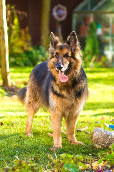 Alman çoban köpeği bahçesinde — Stok fotoğraf