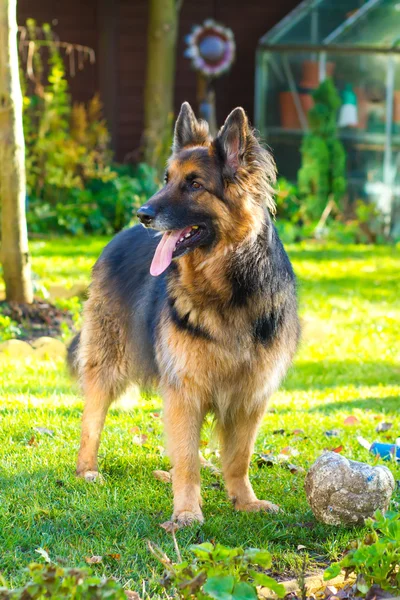 庭のジャーマン ・ シェパード犬 — ストック写真