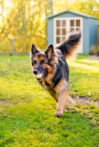 German shepherd running with ball in mouth — Stock Photo, Image