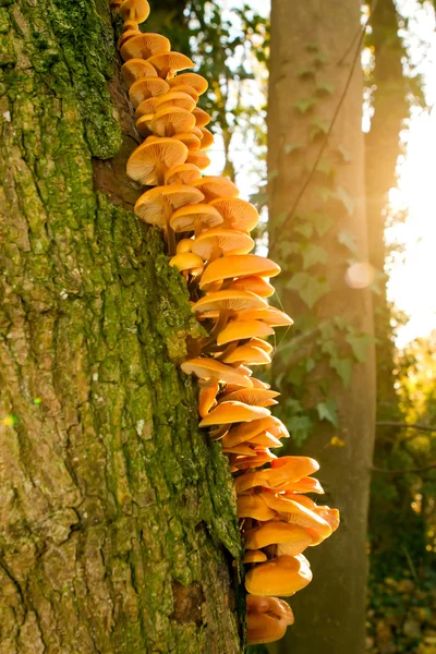 Orange funghi growing on the side of a tree — Stock Photo, Image