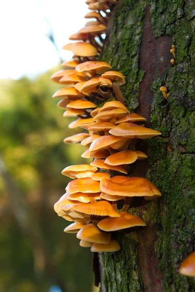 Orange funghi growing on the side of a tree — Stock Photo, Image