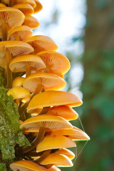 Orange funghigrowing on the side of a tree — Stock Photo, Image