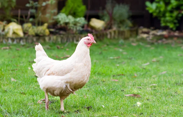 Sussex white chicken in the garden — Stock Photo, Image