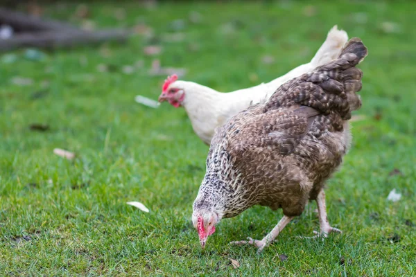 Bluebell chicken in the garden — Stock Photo, Image