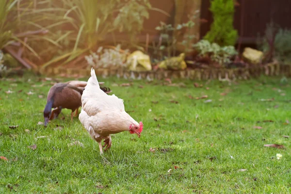 Sussex white chicken in the garden — Stock Photo, Image