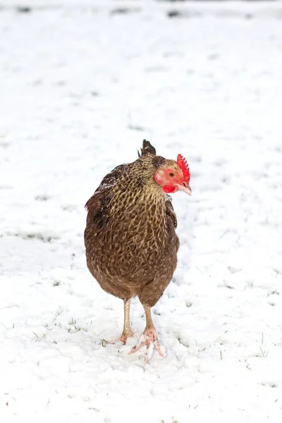Séta a téli hó csirke Jogdíjmentes Stock Fotók