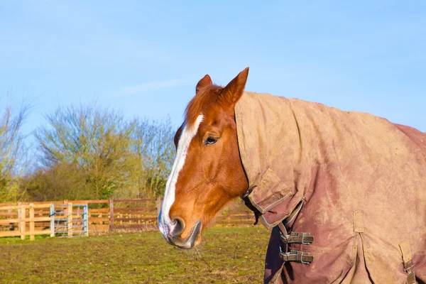 Лошадь в поле, в ковре — стоковое фото