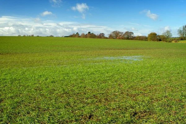 Groen veld in Engels platteland met kleine overstromingen — Stockfoto