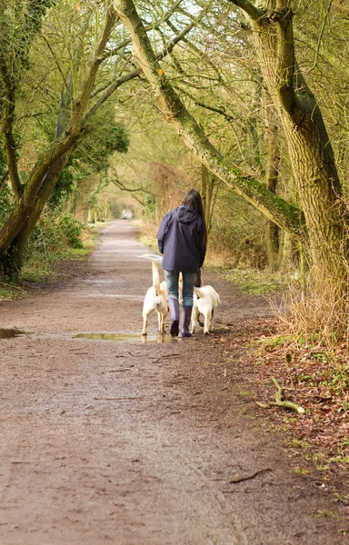 Hembra caminando dos labrados a lo largo de un sendero rural — Foto de Stock