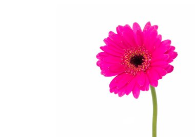 izole parlak pembe ve beyaz çiçek