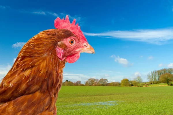 Ilha de rhode frango vermelho em um campo verde com um céu azul brilhante — Fotografia de Stock