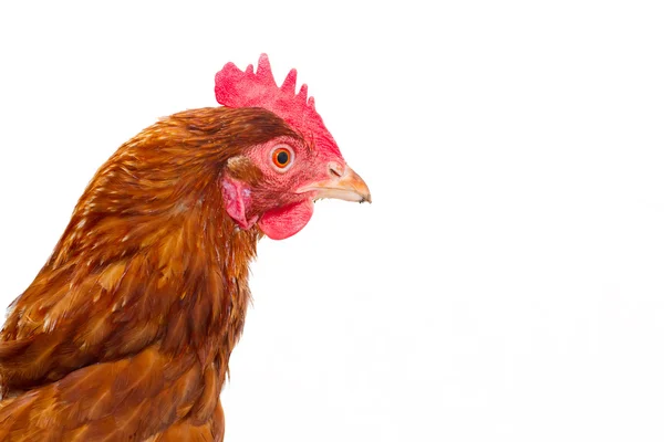 Ilha de rhode frango vermelho isolado — Fotografia de Stock