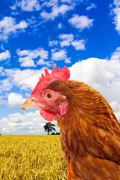Rhode island red chicken in a corn field with a bright blue sky — Stock Photo, Image