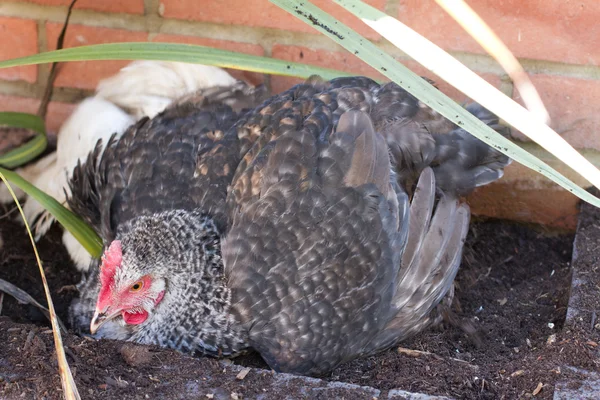 Hybrid hen having a dust bath on a warm day — Stock Photo, Image