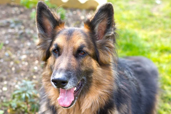 german shepherd dog looking straight ahed with tongue panting