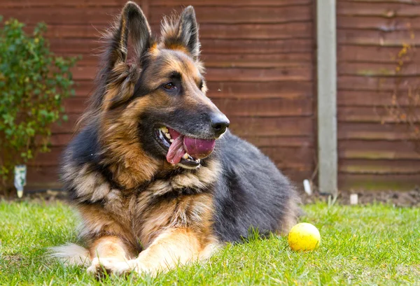 Cane pastore tedesco sdraiato in giardino con una palla nella bocca — Foto Stock