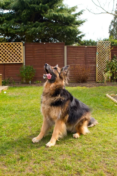 German shepherd dog sitting waiting for his ball to be thrown — Stock Photo, Image