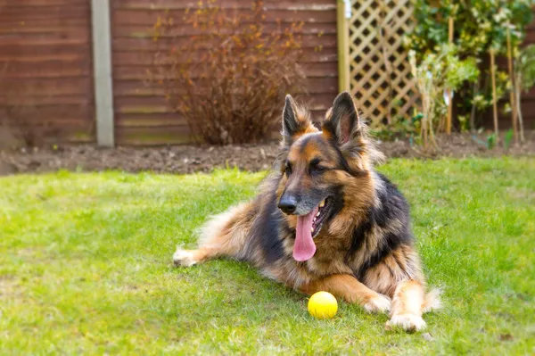 German shepherd dog laying in the garden with a ball at his feet — Stock Photo, Image