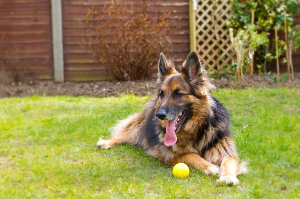 German shepherd dog laying in the garden with a ball at his feet — Stock Photo, Image