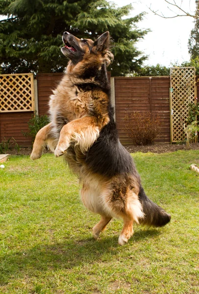 German shepherd dog performing a jump — Stock Photo, Image