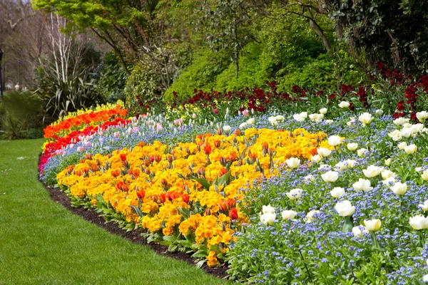 Világos, színes tavaszi virágok virágzó St. Jame sokféle — Stock Fotó