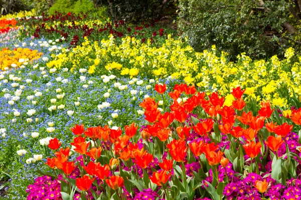 Világos, színes tavaszi virágok virágzó St. Jame sokféle — Stock Fotó