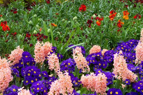 A variety of bright colourful spring flowers blloming in St Jame — Stock Photo, Image