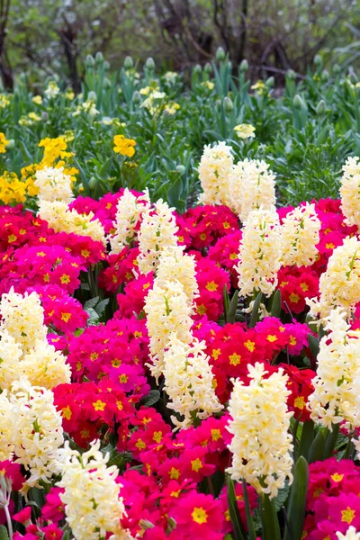 Világos, színes tavaszi virágok blloming a St. Jame sokféle — Stock Fotó