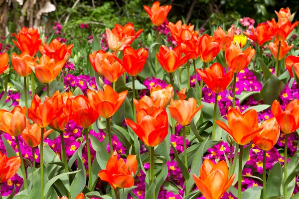 Világos, színes tavaszi virágok blloming a St. Jame sokféle — Stock Fotó
