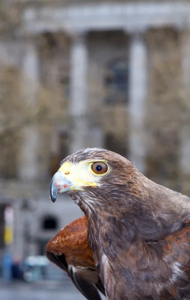 Harrier hawk dans la ville — Photo