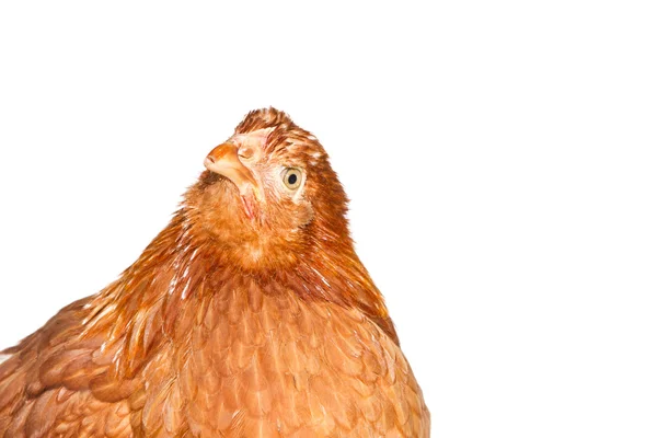 Jovem galinha olhando para a frente em um ângulo — Fotografia de Stock