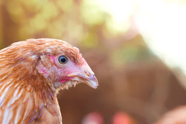 Hybrid rhode island red hen in the garden — Stock Photo, Image