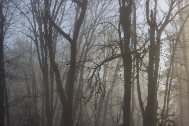 korkunç orman arka plan