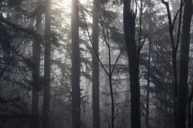 korkunç orman arka 2