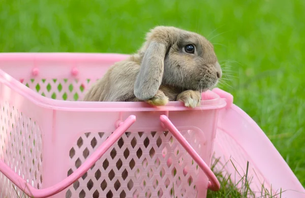Zběsilého útoku králík — Stock fotografie