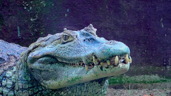 Zbliżenie Głowę Aligatora — Zdjęcie stockowe
