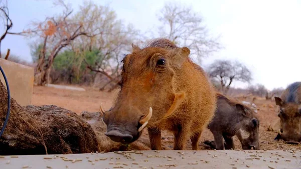 Fotka Hlavy Warthoga — Stock fotografie