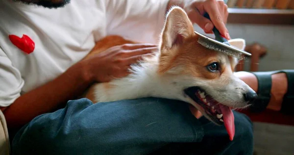 Ein Mann Putzt Einen Hund — Stockfoto