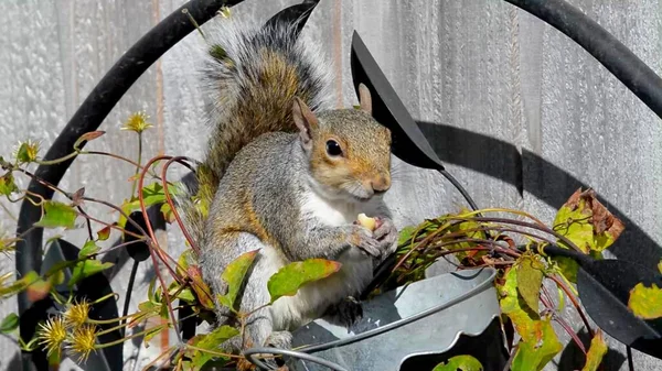 Esquilo Está Comendo Grau — Fotografia de Stock