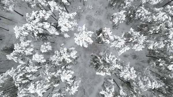 Una Vista Superior Bosque Con Nieve — Foto de Stock