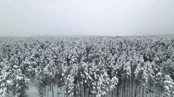 Аерійський Вид Ліс Снігом — стокове фото