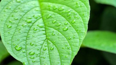Yaprağın üzerindeki çiğ tanesine odaklan.
