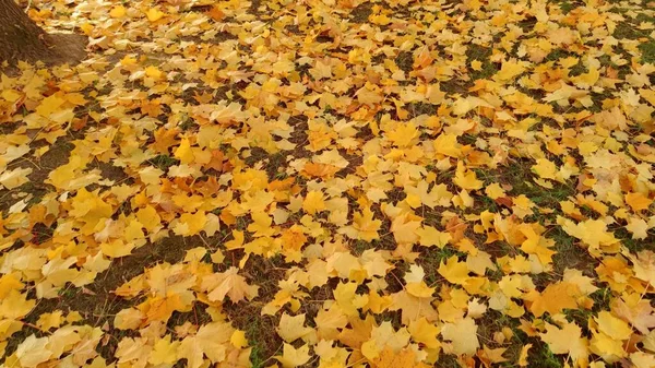 Folhas Chão Durante Outono — Fotografia de Stock