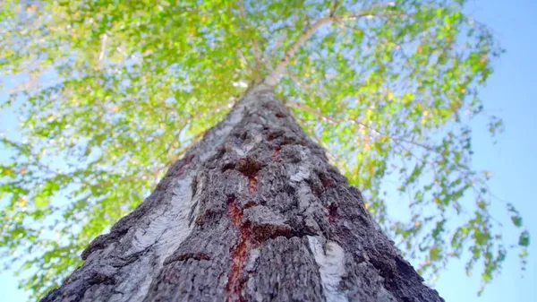 Skupiać Się Krze Drzewa — Zdjęcie stockowe