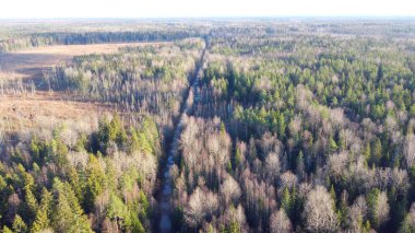 Bir ormanın havadan çekilmiş fotoğrafı.