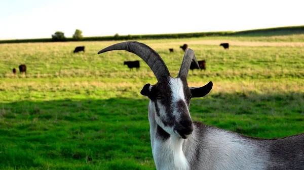 Close Head Goat — Stock Photo, Image