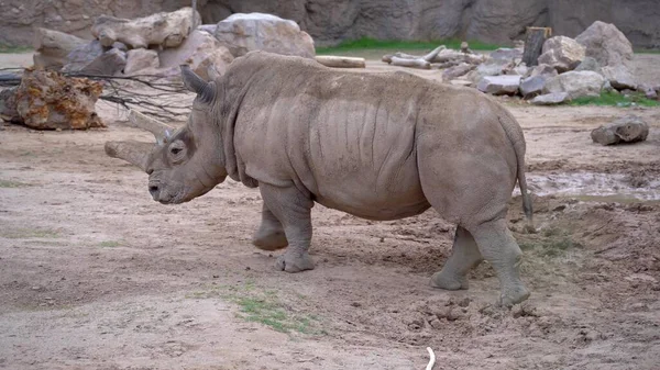 Photo Big Rhinoceros — Stok fotoğraf