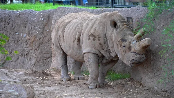 Photo Big Rhinoceros — Stok fotoğraf