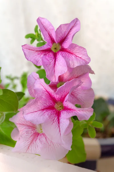 Różowy Petunie kwiat w doniczce — Zdjęcie stockowe