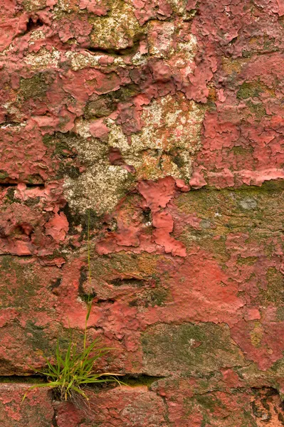 Старая красная кирпичная стена, выращенная из травы и мха — стоковое фото